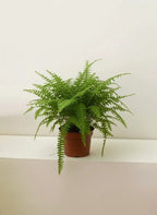 Boston Fern Green Heaven Plants