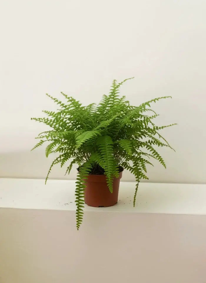 Boston Fern Green Heaven Plants