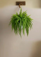 Boston Fern Green Heaven Plants
