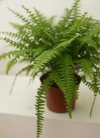 Boston Fern Green Heaven Plants