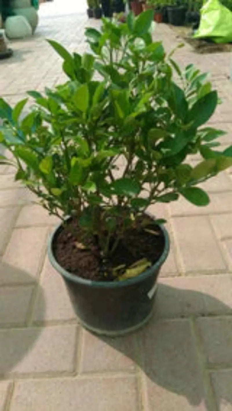 Calamansi (Citrofortunella Microcarpa) or Mandarin Plant iPlants