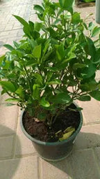Calamansi (Citrofortunella Microcarpa) or Mandarin Plant iPlants