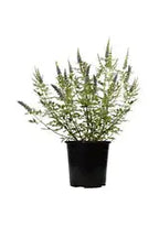 Chaste tree iPlants