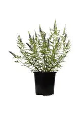 Chaste tree iPlants