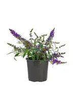 Chaste tree iPlants
