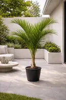 Coconut Palm iPlants