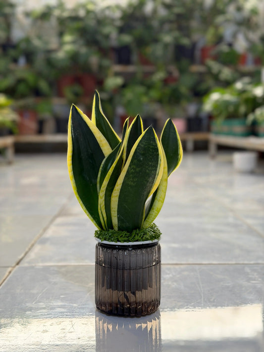 Snake Plant Aqua iPlants