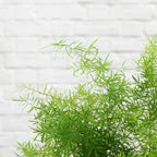 Asparagus Fern Hanging iPlants