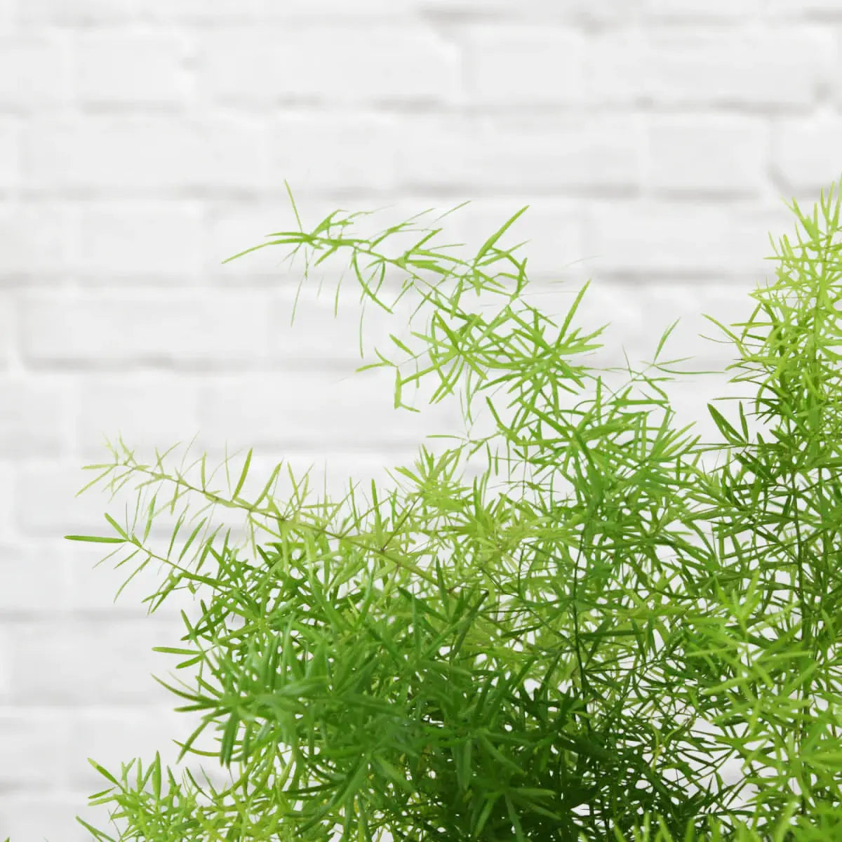 Asparagus Fern Hanging iPlants