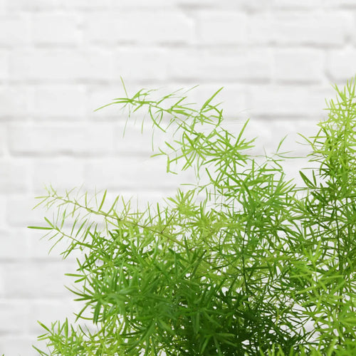 Asparagus Fern Hanging iPlants