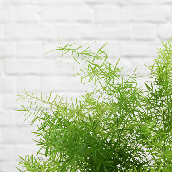Asparagus Fern Hanging