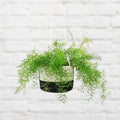 Asparagus Fern Hanging iPlants