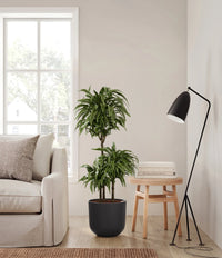 Dracaena Warneckii