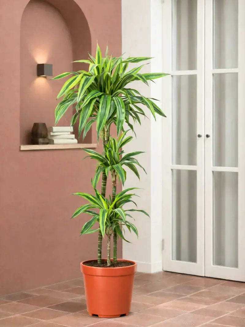 Dracaena Lemon Lime iPlants
