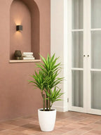 Dracaena Lemon Lime iPlants