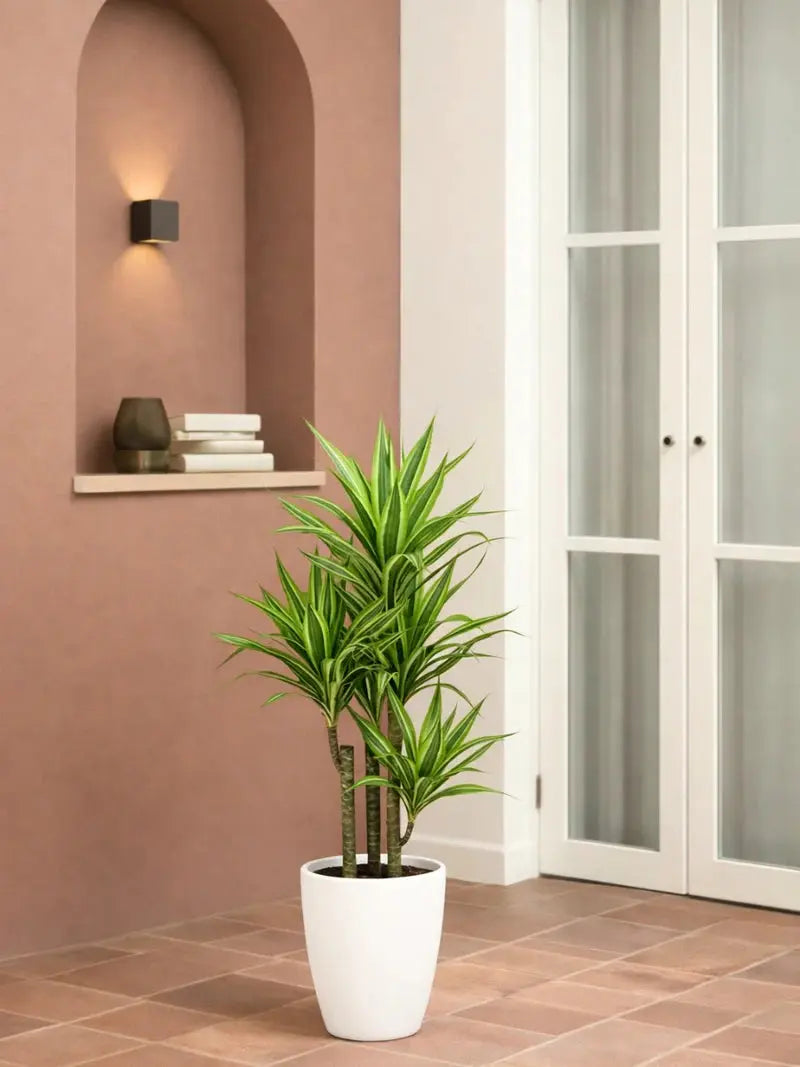 Dracaena Lemon Lime iPlants