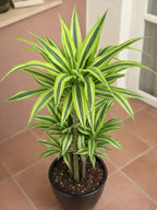 Dracaena Lemon Lime iPlants