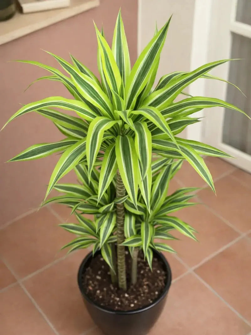 Dracaena Lemon Lime iPlants