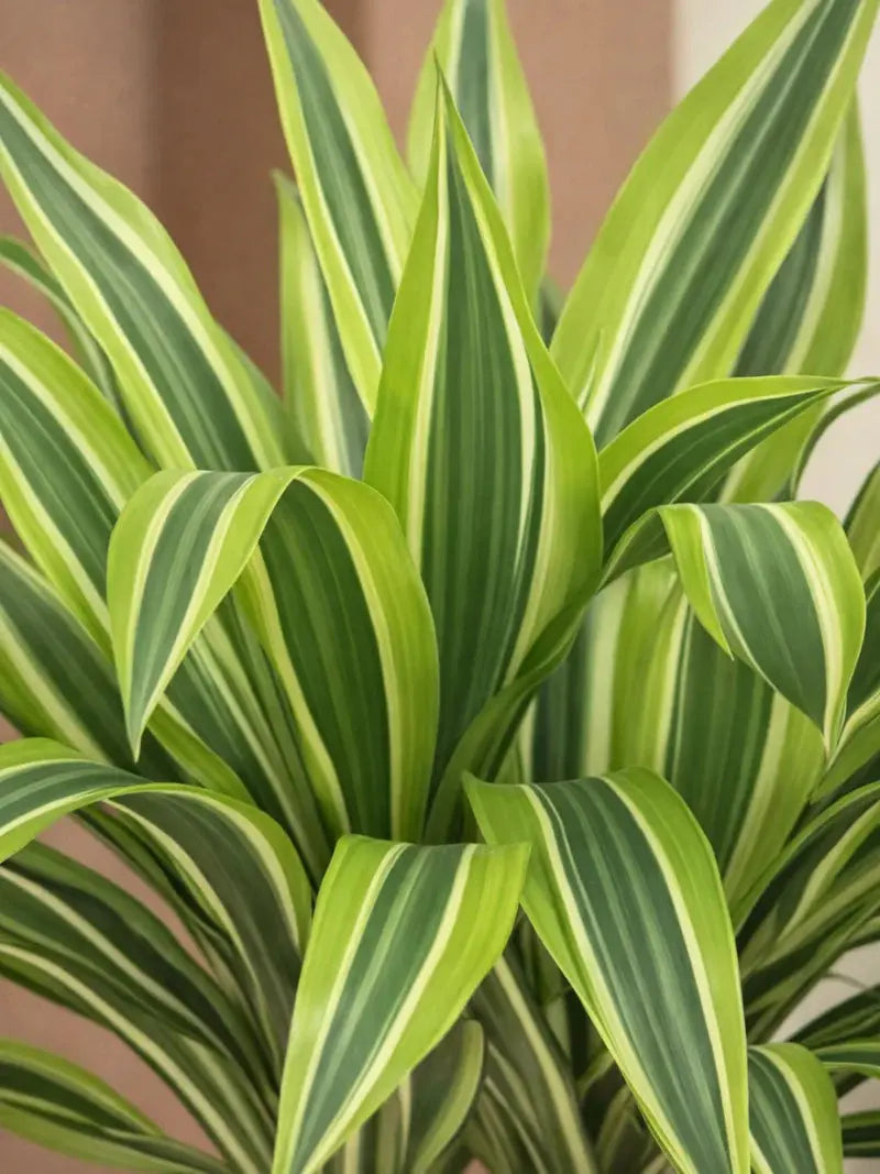 Dracaena Lemon Lime iPlants