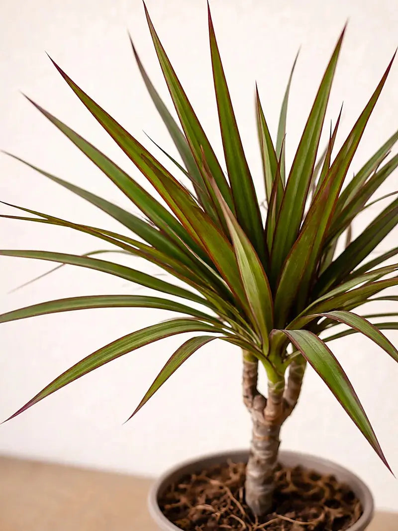 Dracaena Marginata Head iPlants