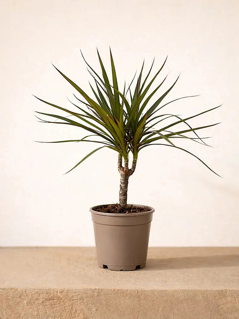 Dracaena Marginata Head iPlants