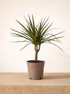 Dracaena Marginata Head iPlants