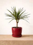 Dracaena Marginata Head iPlants