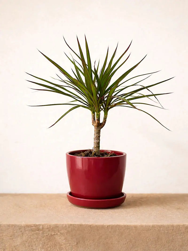 Dracaena Marginata Head iPlants