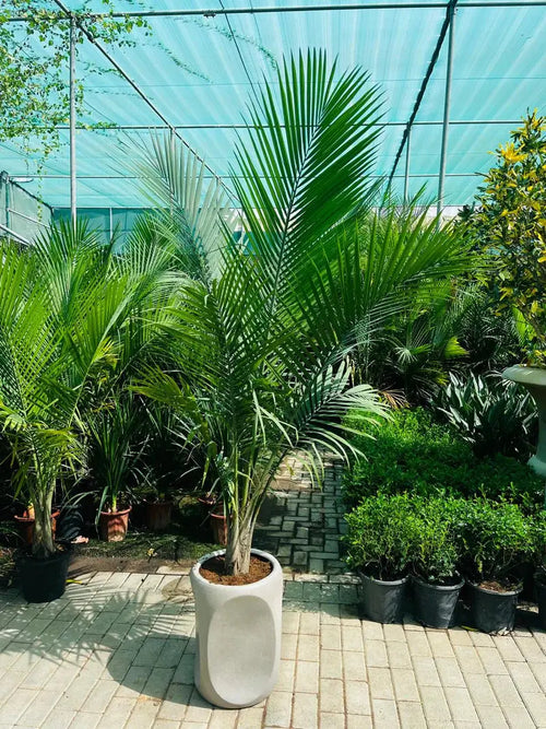 Coconut Palm iPlants