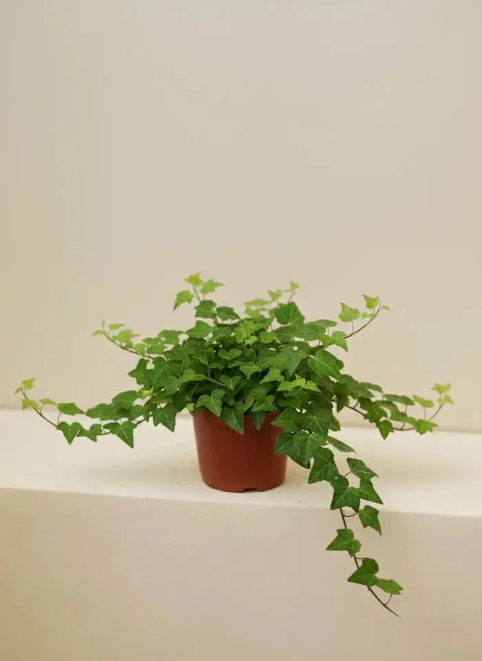 English Ivy Green Heaven Plants