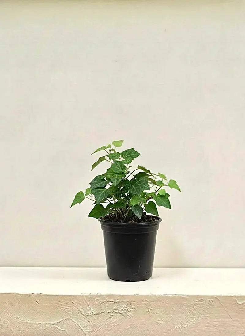 English Ivy Green Heaven Plants