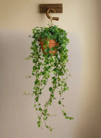 English Ivy Green Heaven Plants