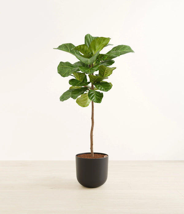 Fiddle leaf tree