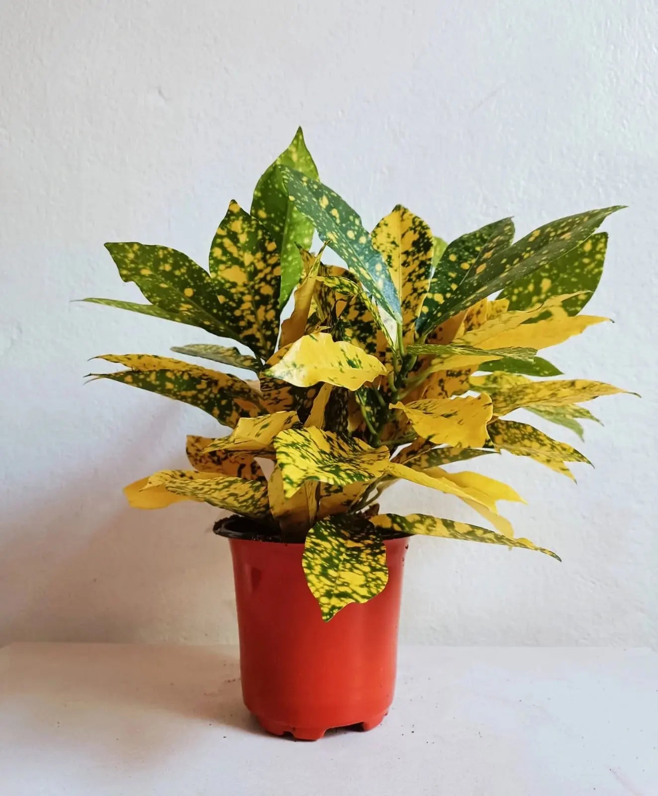 Croton (Outdoor) iPlants