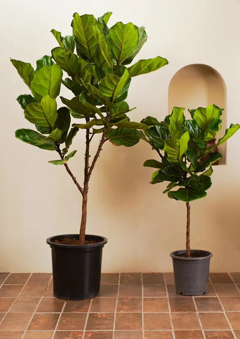 Fiddle leaf tree (Ficus Lyrata) iPlants