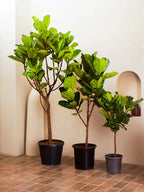 Fiddle leaf tree (Ficus Lyrata) iPlants