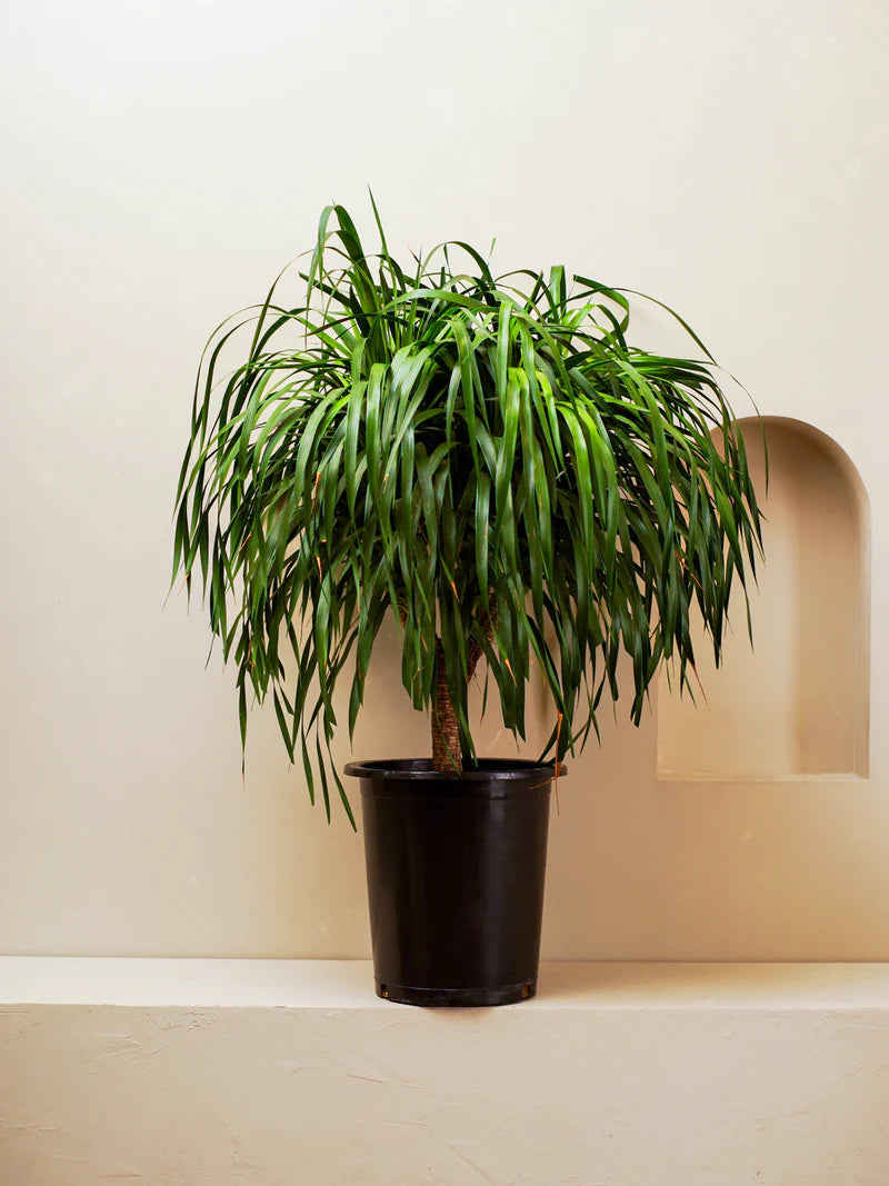 Dracaena Draco