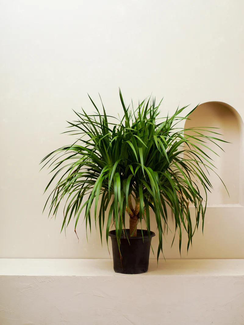 Dracaena Draco