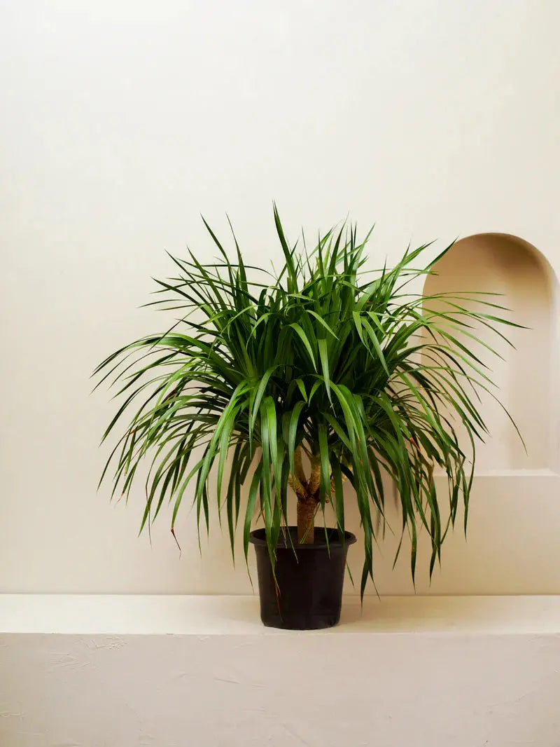 Draceane Draco iPlants