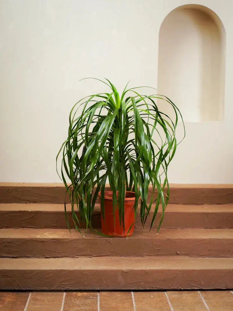 Draceane Draco iPlants
