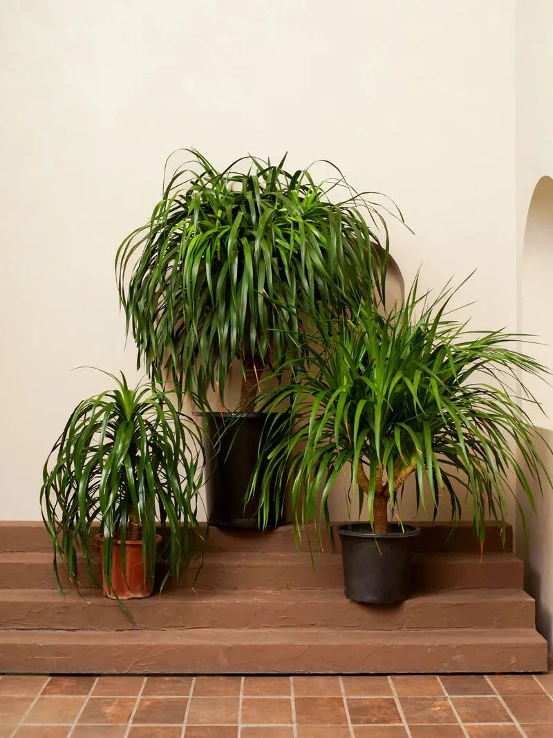 Draceane Draco iPlants