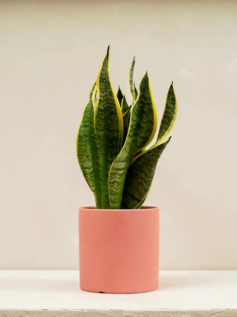 Snake Plant (Sansevieria Trifasciata Laurentii) 