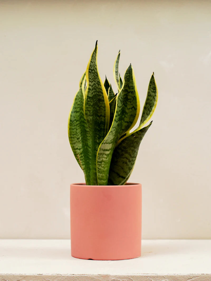 Snake Plant (Sansevieria Trifasciata Laurentii)