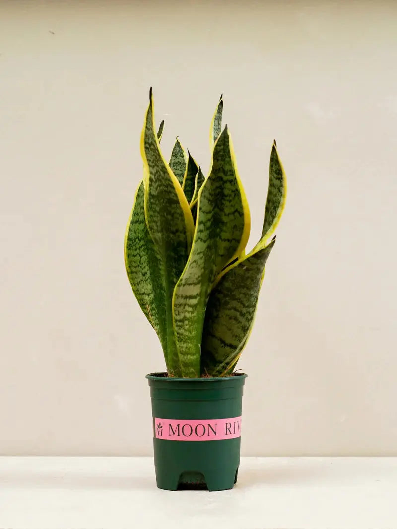 Snake Plant (Sansevieria Trifasciata Laurentii) Green Heaven Plants