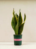 Snake Plant (Sansevieria Trifasciata Laurentii) Green Heaven Plants