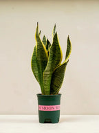 Snake Plant (Sansevieria Trifasciata Laurentii) Green Heaven Plants