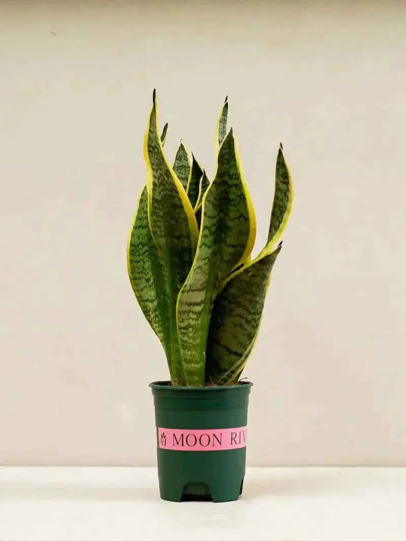 Snake Plant (Sansevieria Trifasciata Laurentii)