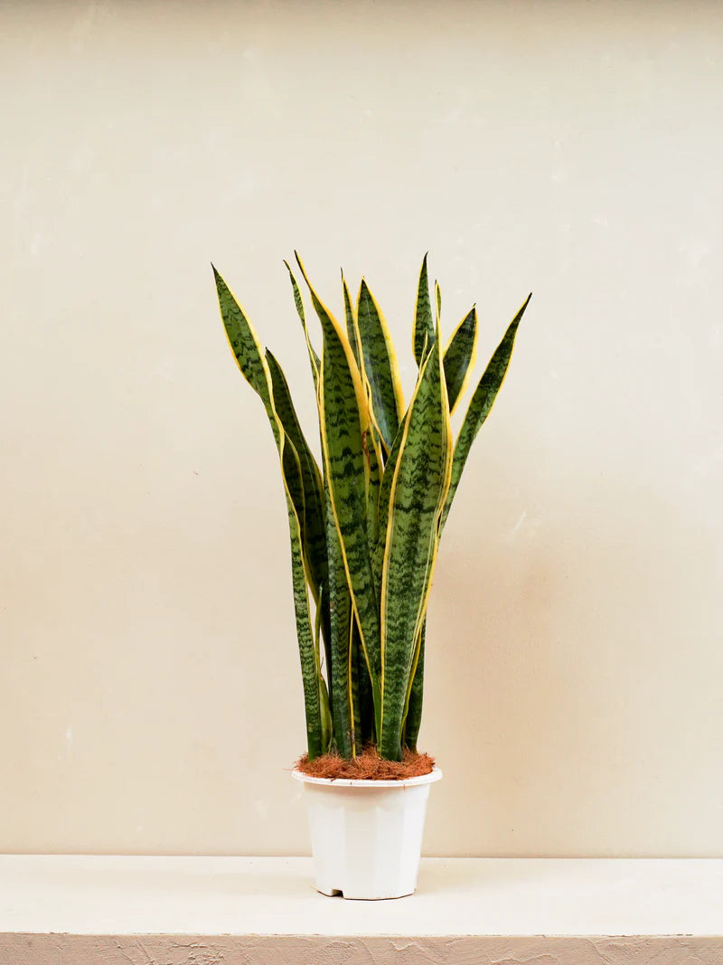 Snake Plant (Sansevieria Trifasciata Laurentii)