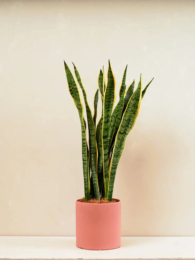 Snake Plant (Sansevieria Trifasciata Laurentii) Green Heaven Plants
