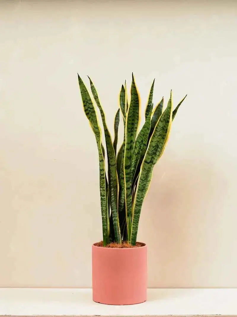 Snake Plant (Sansevieria Trifasciata Laurentii)